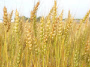 wheatcloseup.jpg
